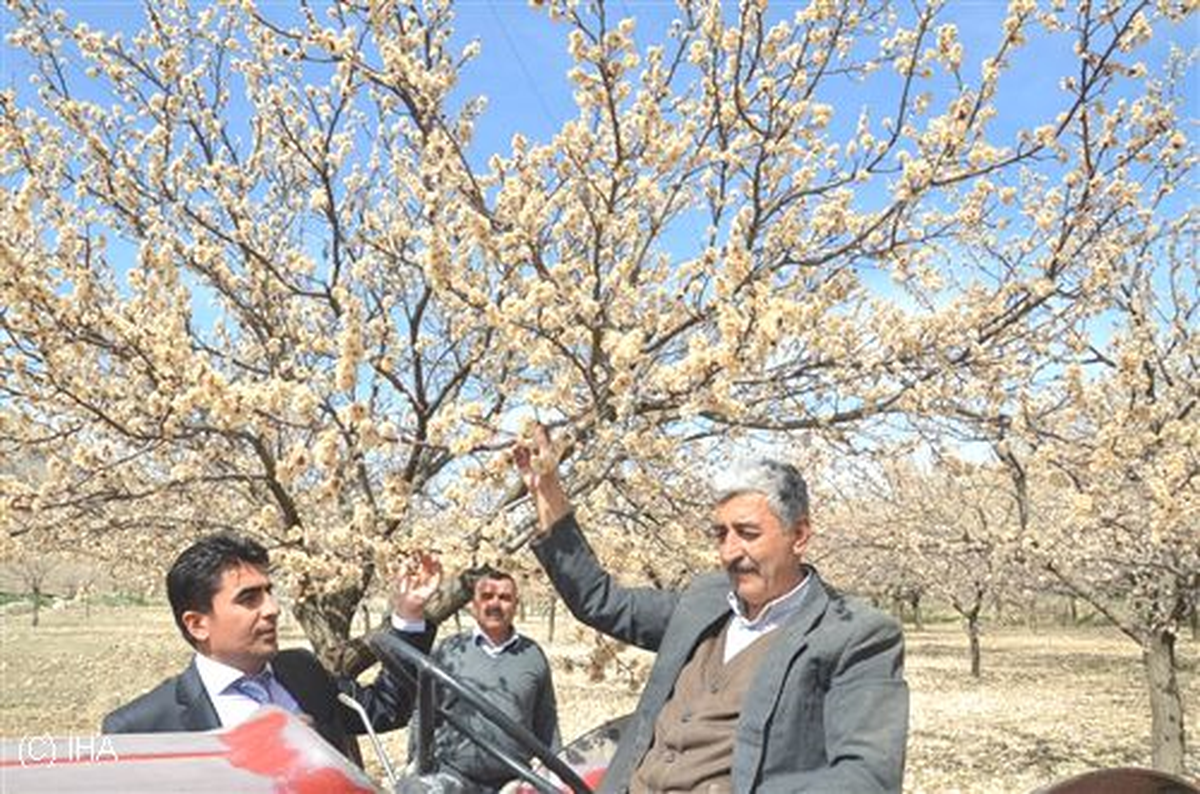 Kayısı Ağaçlarının Dondan Etkilenmesi