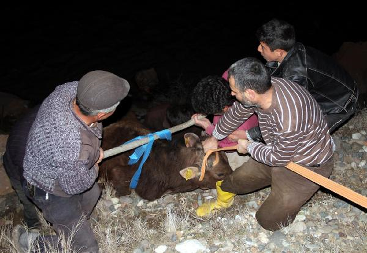 Köylülerden Boğa Kurtarma Operasyonu