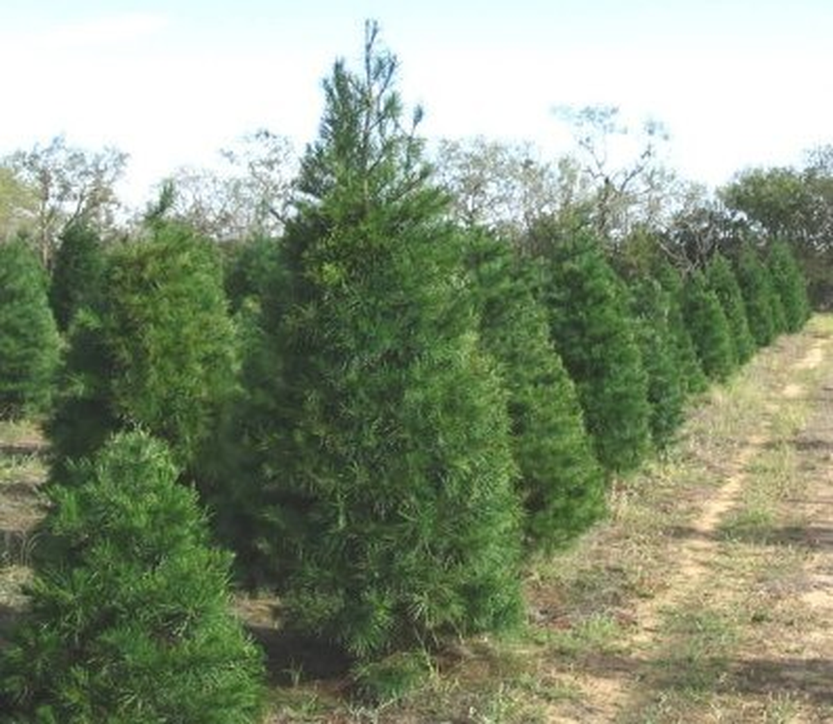 Nikah Şekeri Yerine Çam Fidanı
