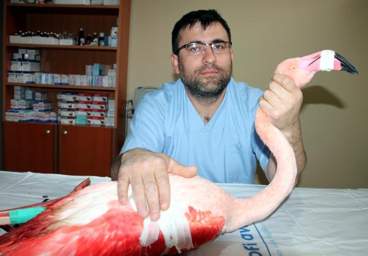 Yaralı Flamingo Bursa Yolcusu