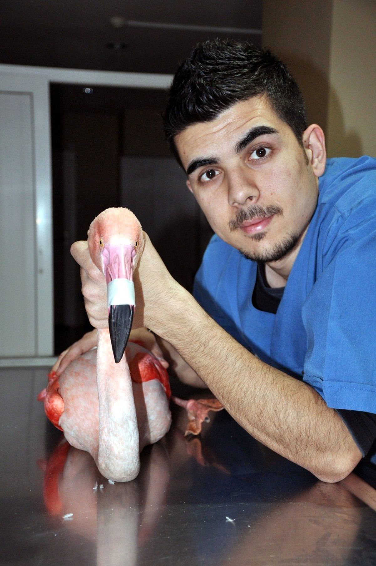 Yaralı Flamingo Tedavi Altına Alındı