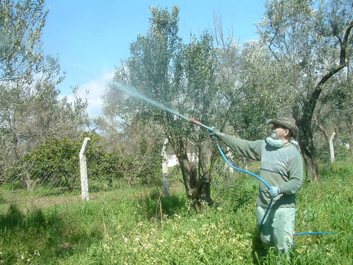 Burhaniye\'de Zeytin Ağaçları İlaçlanıyor
