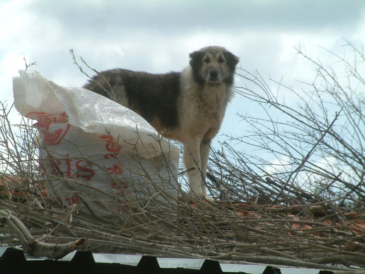 Çatıdaki Köpeğin Sansar Nöbeti