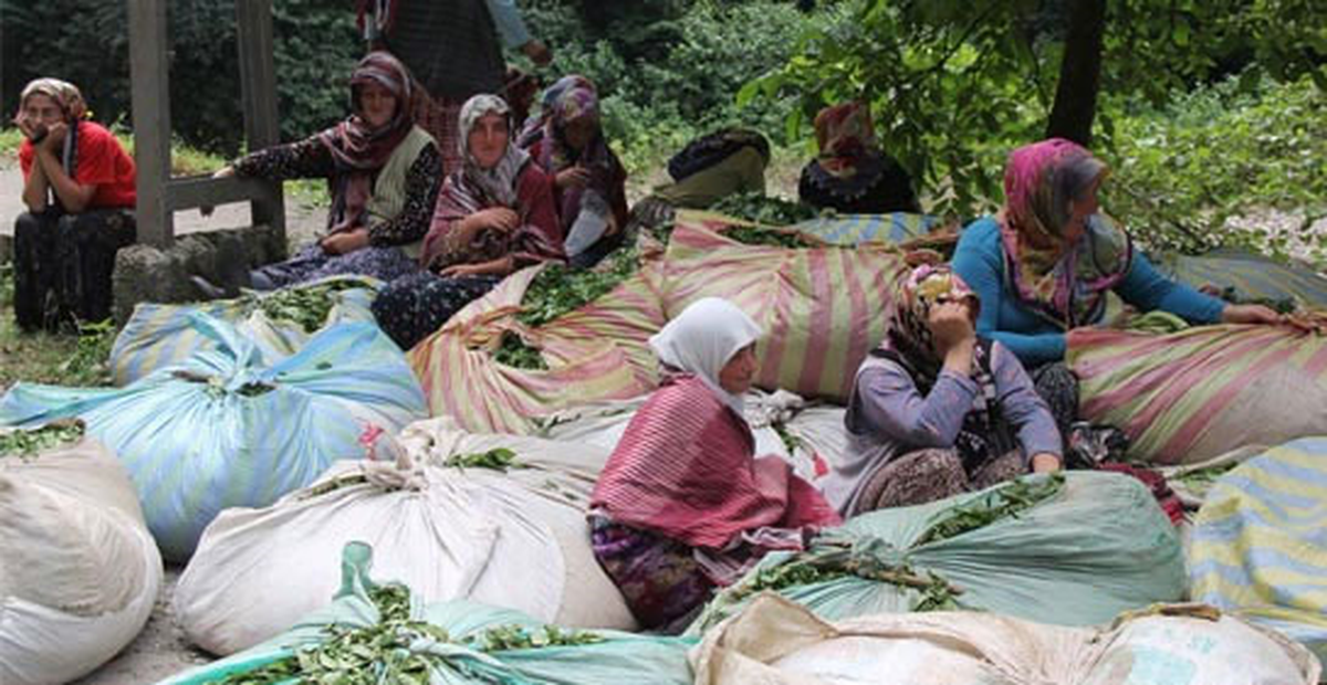 Çay Üreticisine Müjdeli Haber