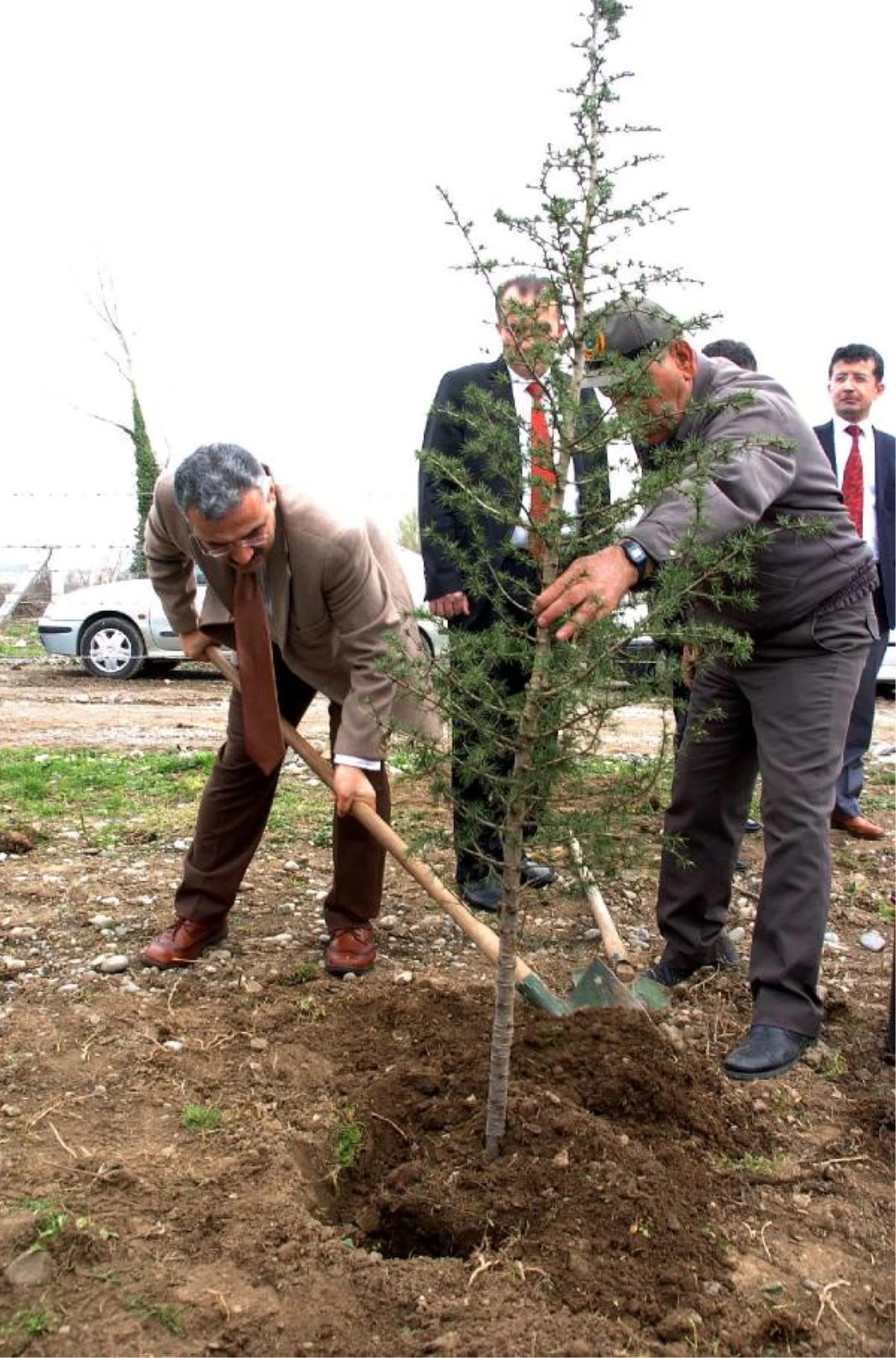 Çaycuma\'da 10 Sedir Ağacı Törenle Dikildi