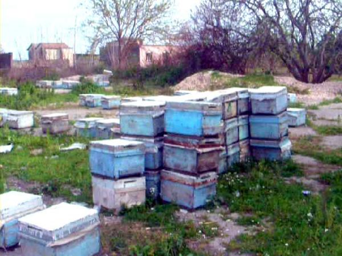 Mersin\'de Arı Kovanı Hırsızlığına 4 Tutuklama