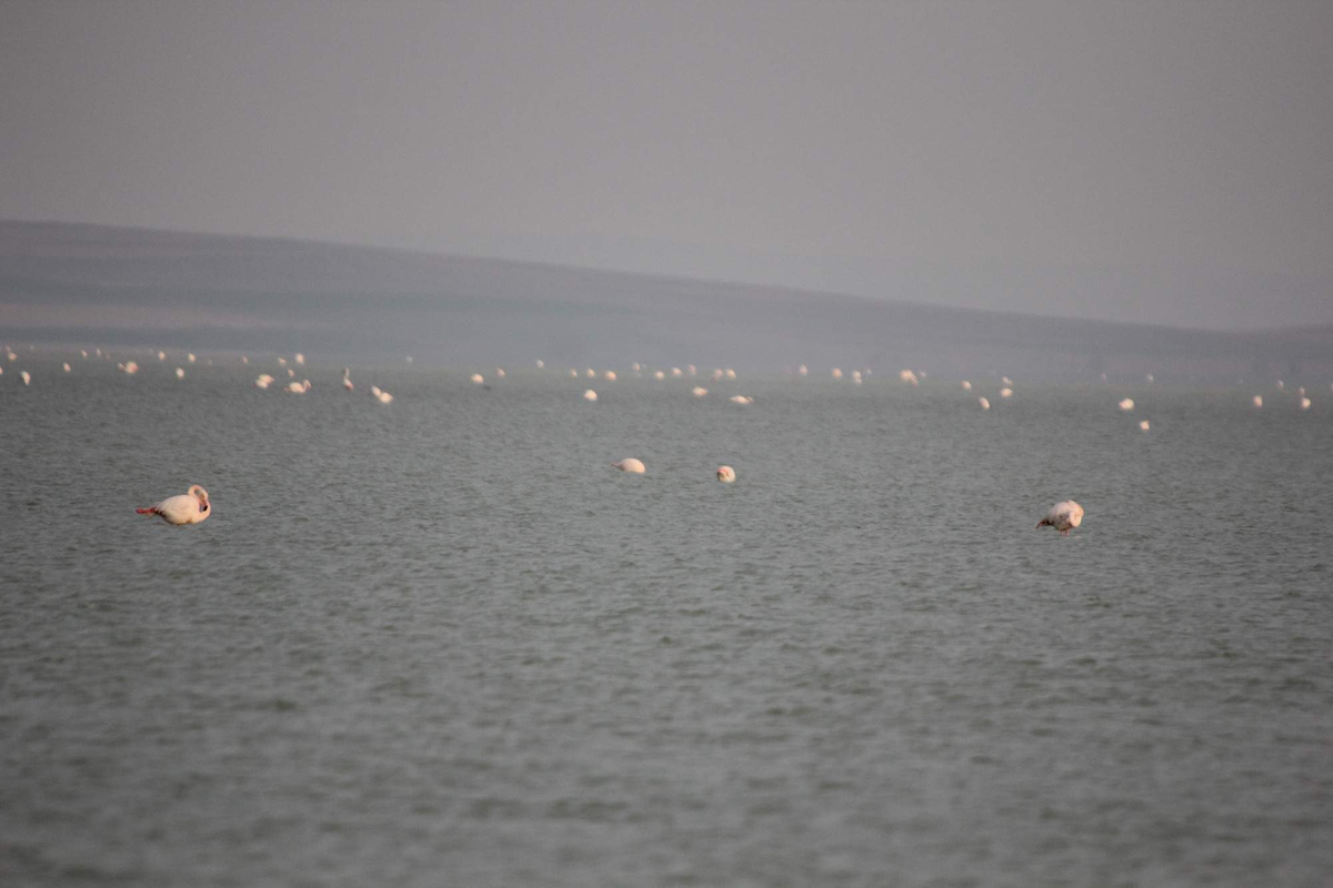 Seyfe Gölüne Binlerce Flamingo Akın Etti