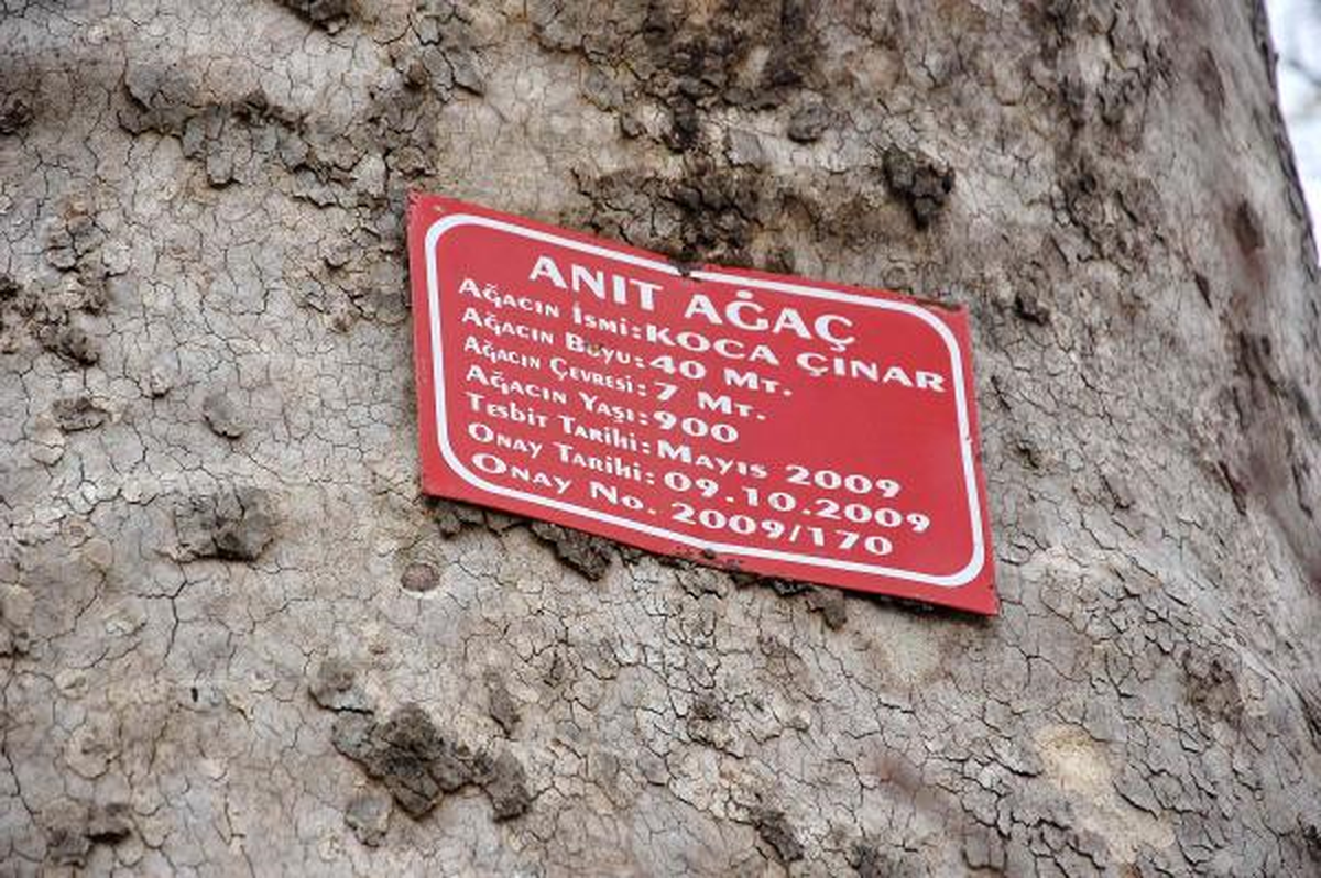 9 Asırlık Çınar Dimdik Ayakta