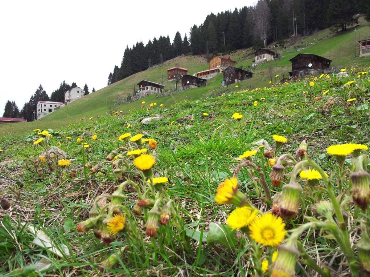 Ayder Yaylası\'na Bahar Geldi