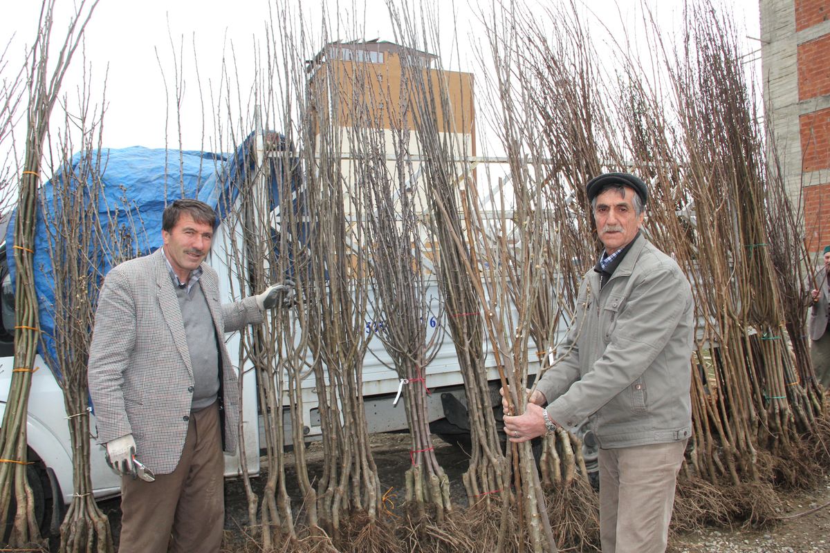 Halk Pazarında Fidan Satışları Başladı