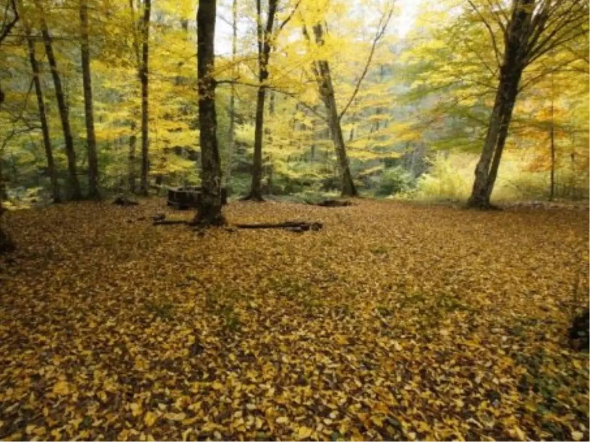 Karamürsel\'de "Orman Haftası" Kutlandı