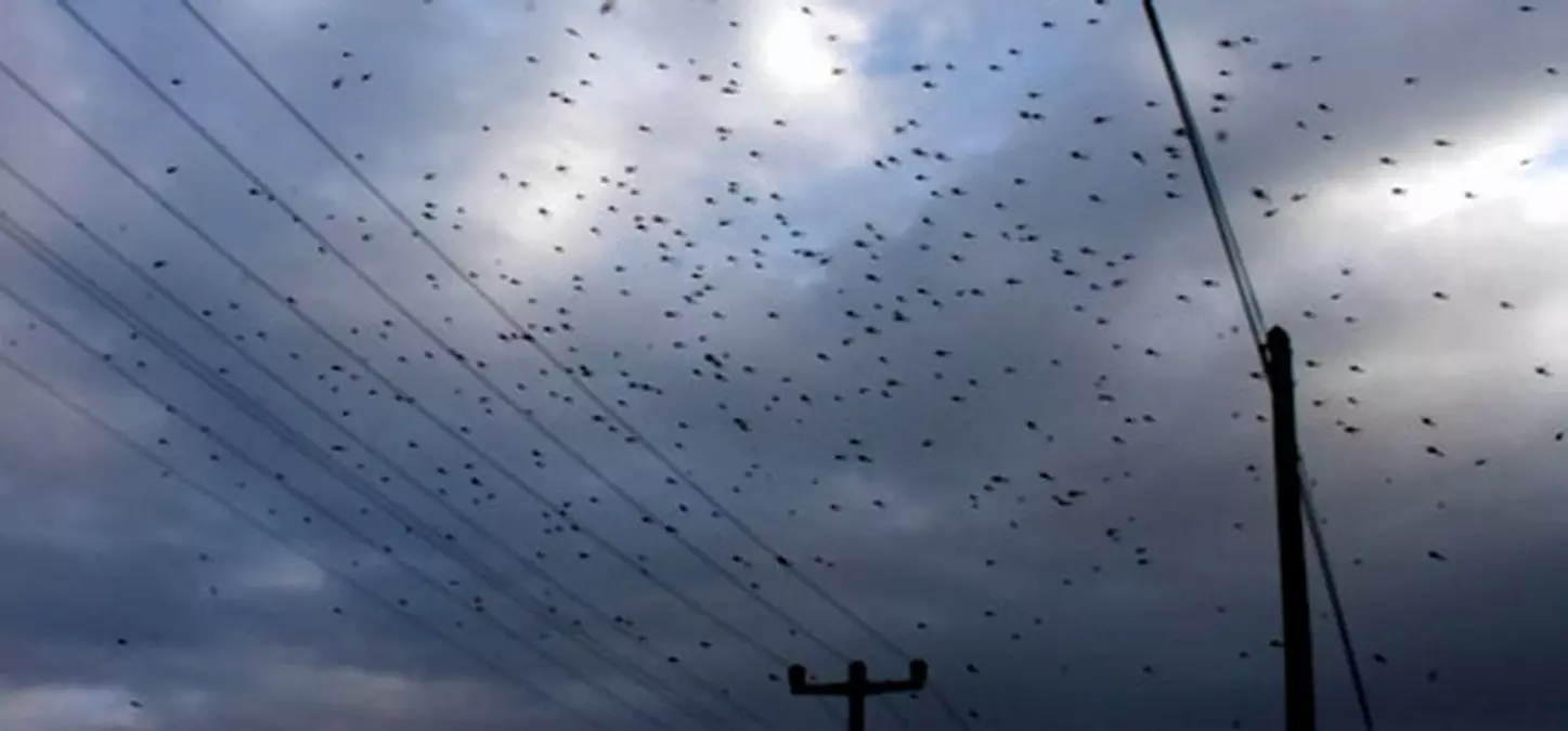 Sular Çekilince Sinekler de Gidecek