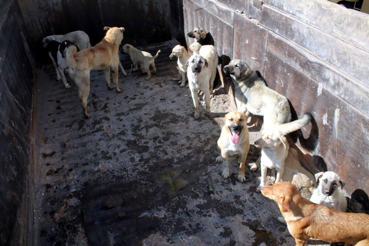 Yeniçubuk Belediyesi Sokak Köpeklerine Sahip Çıktı