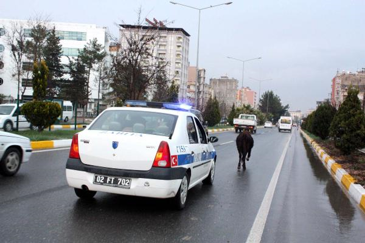 Sahibinin Elinden Kaçan Dana Trafiği Birbirine Kattı