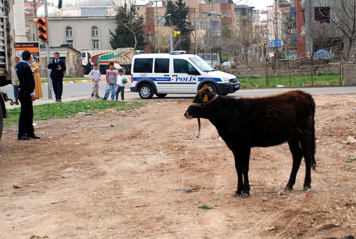 Adıyaman\'da Sahipsiz İnek Trafiği Alt Üst Etti