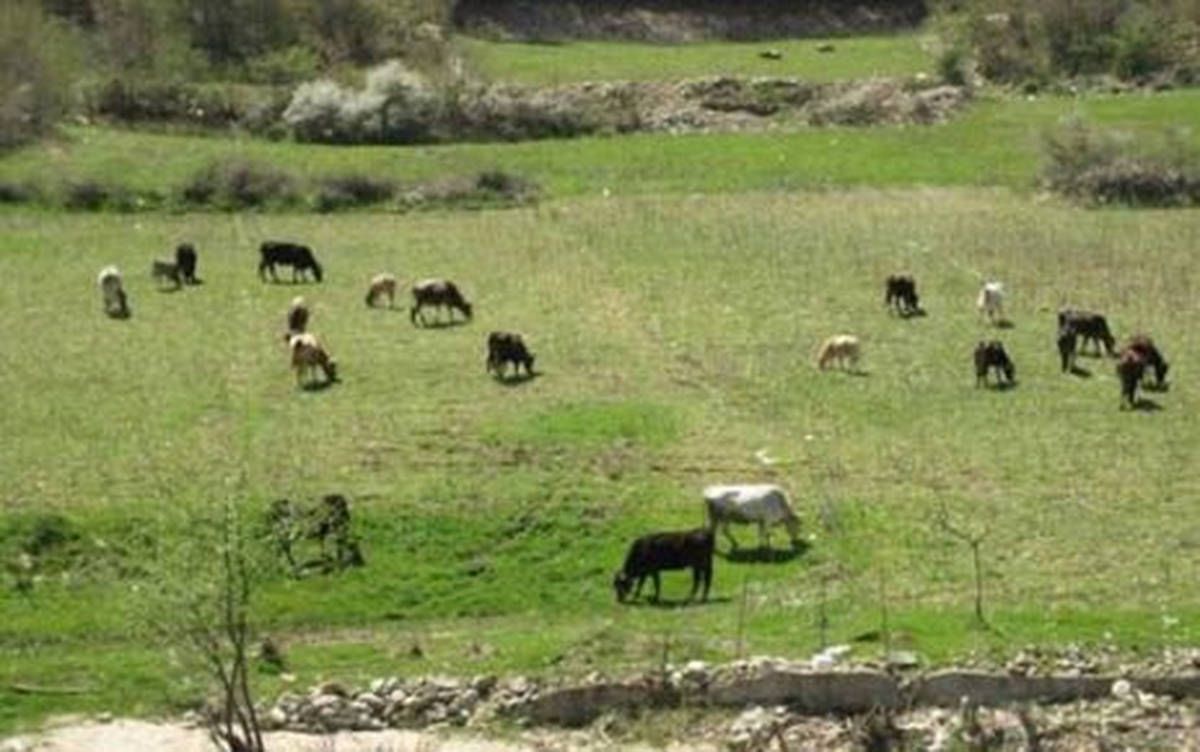 Bingöl'de 10 Yayla Kiraya Verilecek