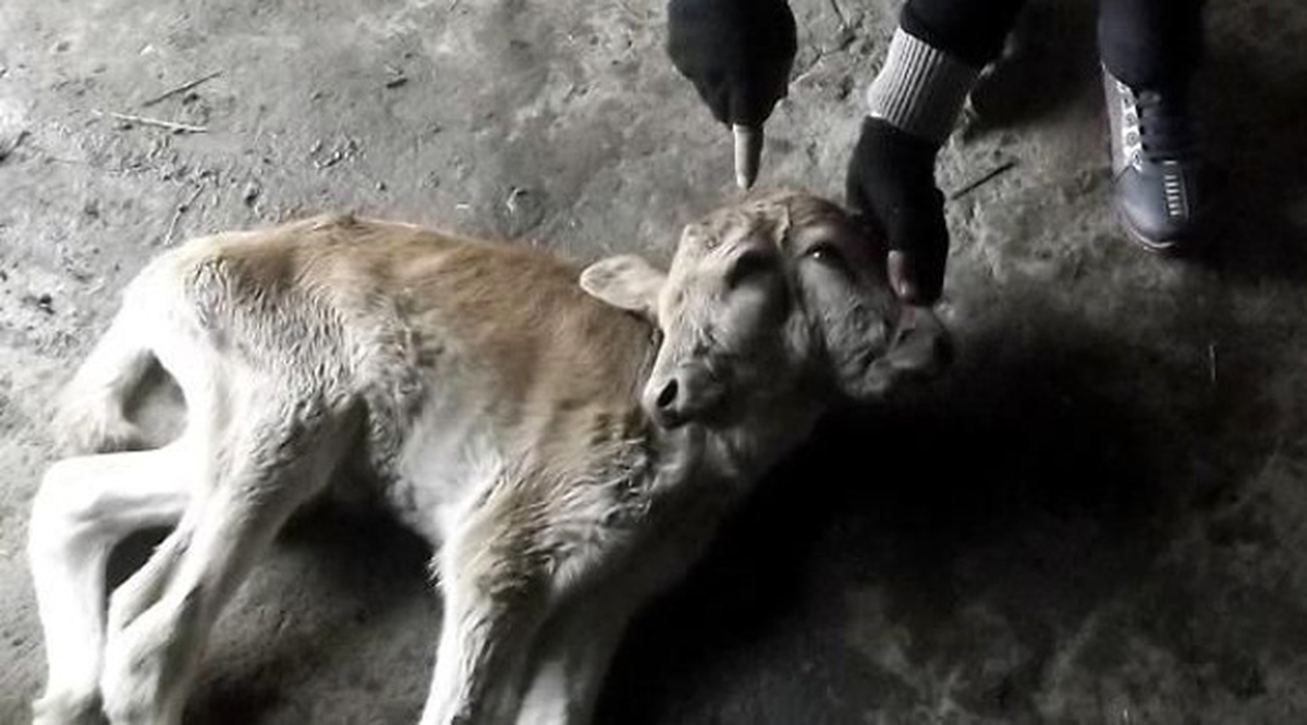 Çift Başlı Buzağı Doğdu