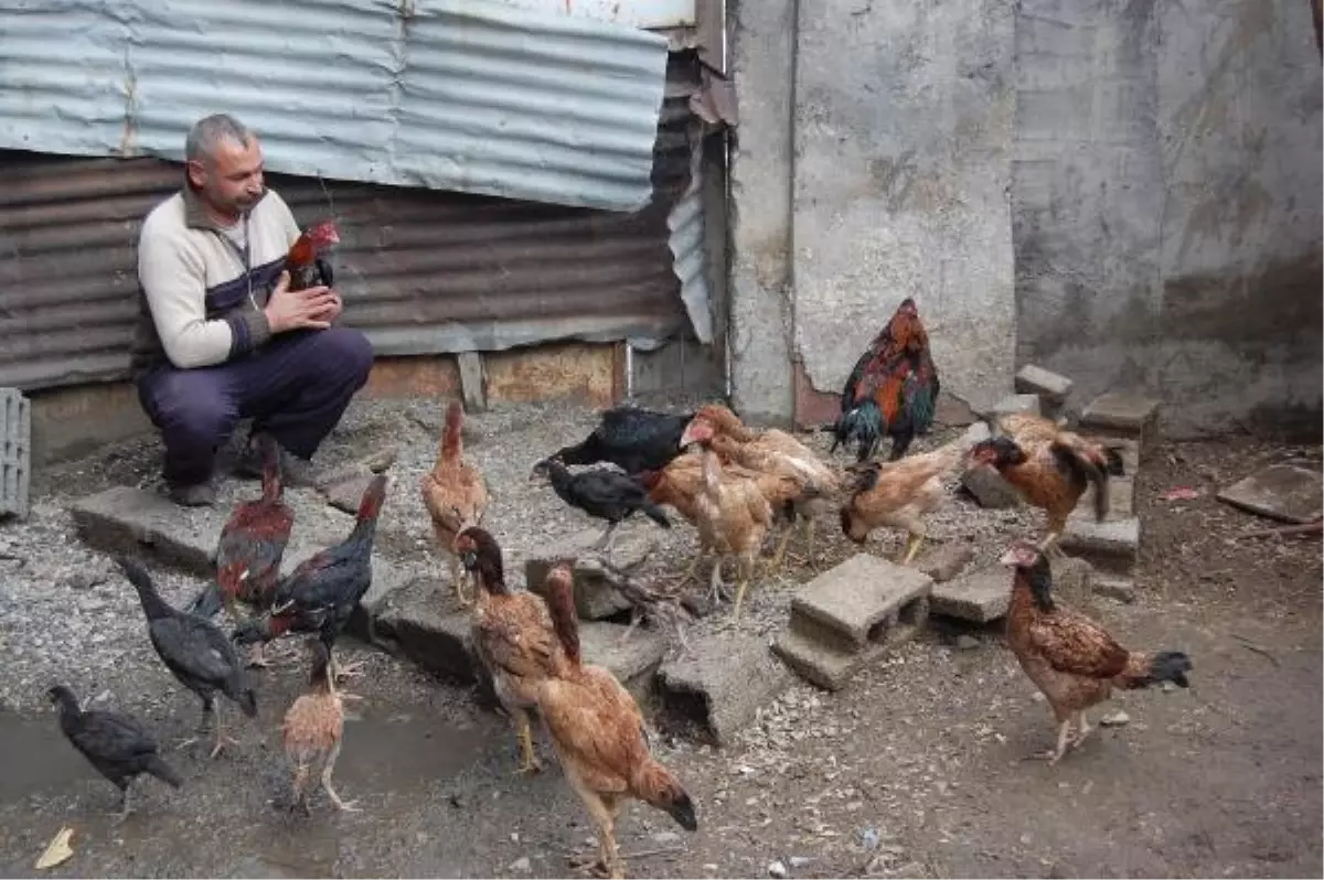 Hint Horozu Yetiştirip Satıyor