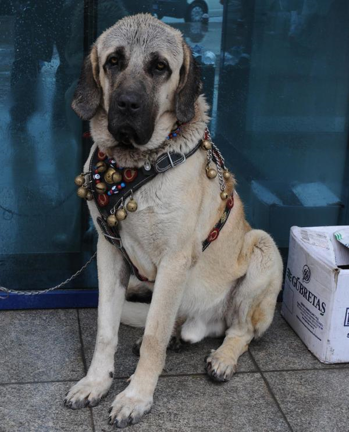 Kangal Yavrularına Yoğun İlgi
