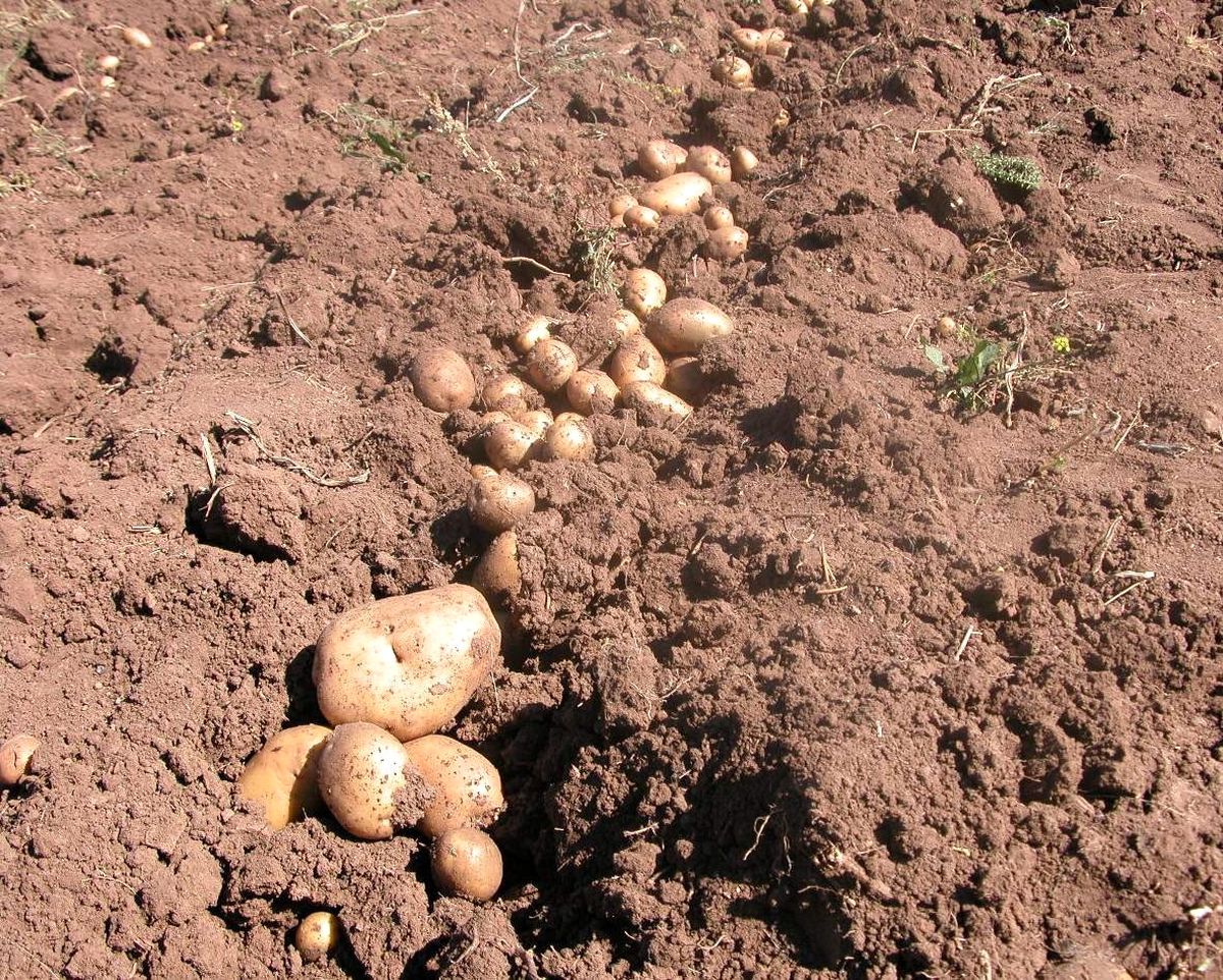 Patates Muğlalı Tütüncüye Alternatif Oldu