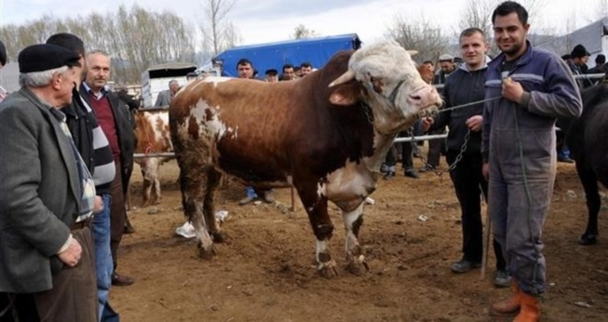 Suşehri\'de 1,5 Ton Ağırlığındaki Boğa, İlgi Odağı Oldu