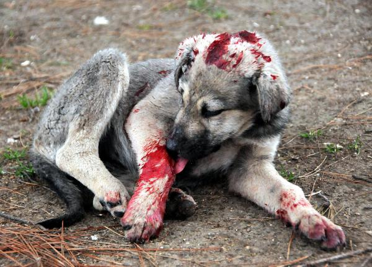 Yavru Köpeğe Otomobil Çarptı