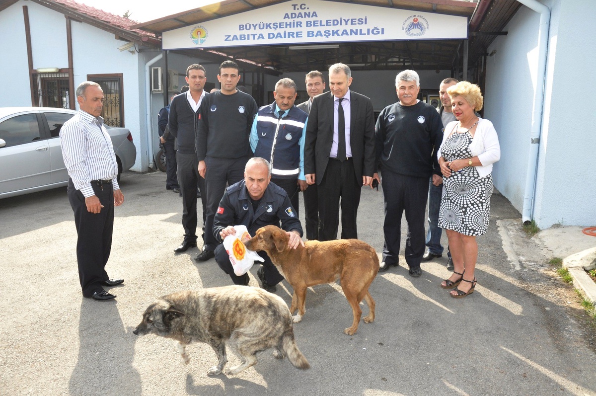 Zabıta Sokak Köpeklerine İyi Bakıyor