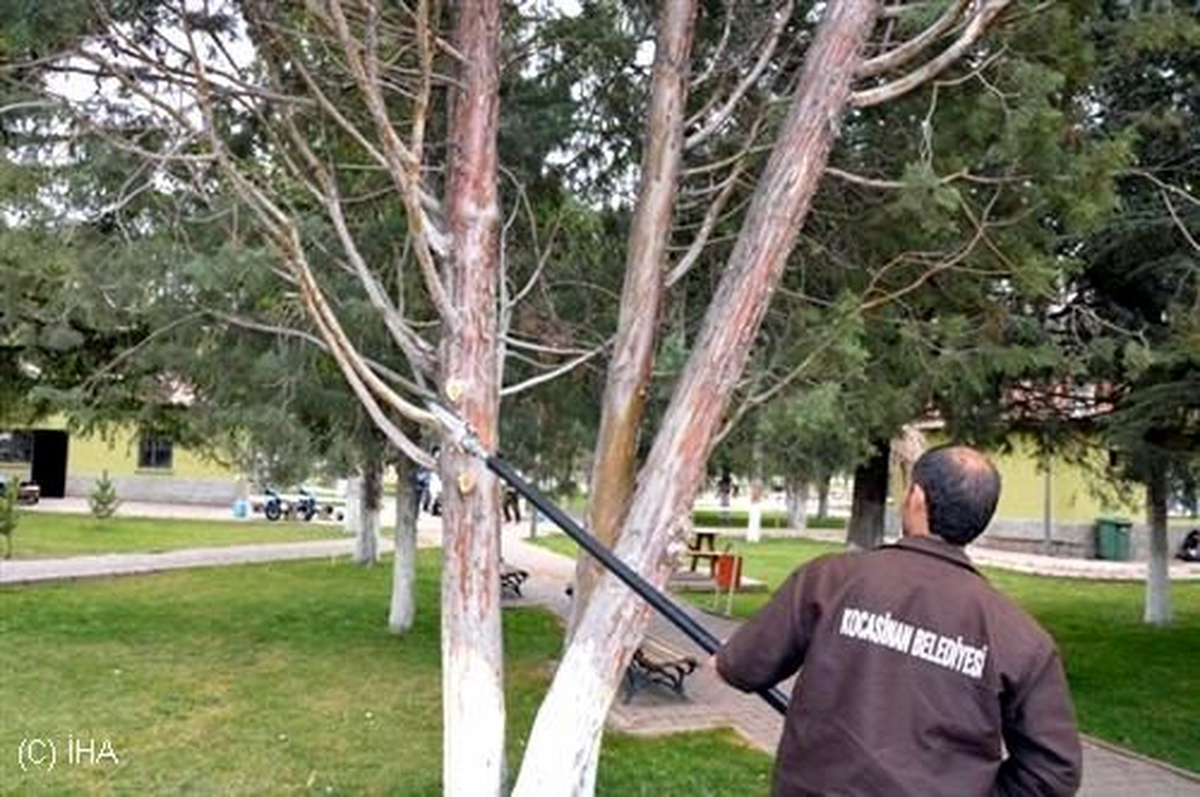Ağaçların Bahar Bakımı Yapıldı