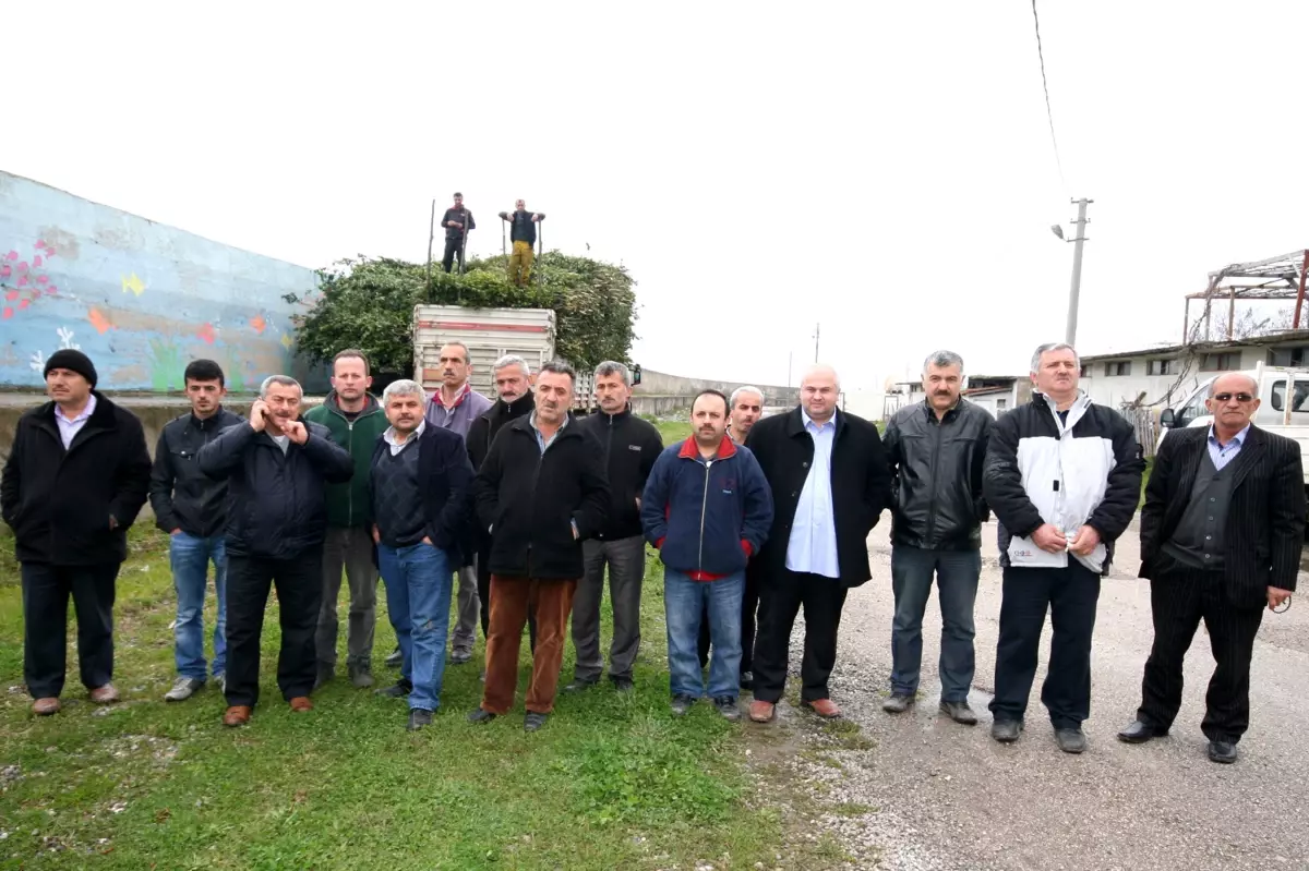 Arıcılar, Defne Ağaçlarının Kesilmesine Tepki Gösterdi