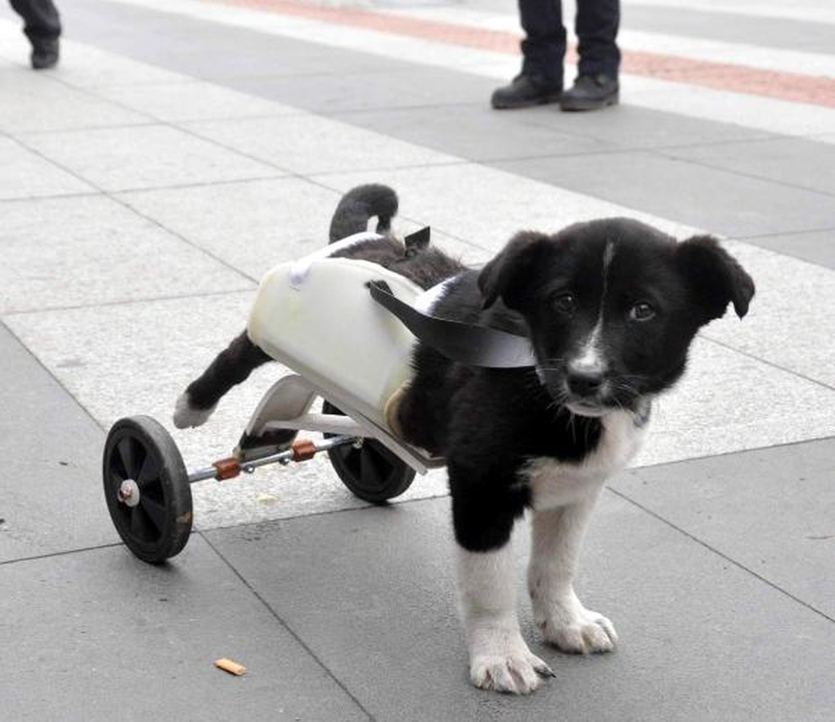 Bacağı Kesilen Yavru Köpeğe Yürüteç Yaptılar