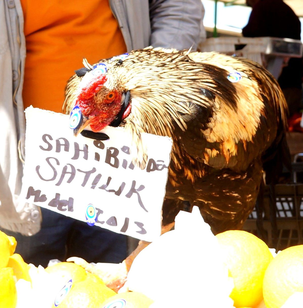 Tabelalı Horoz Satılmayı Bekliyor