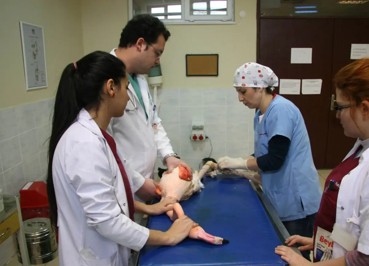 Yaralı Flamingu Ortopedik Ameliyat Oldu
