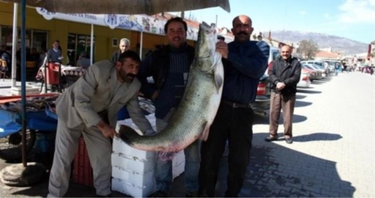 Erzincan\'da Ağa Takılan Dev Balık