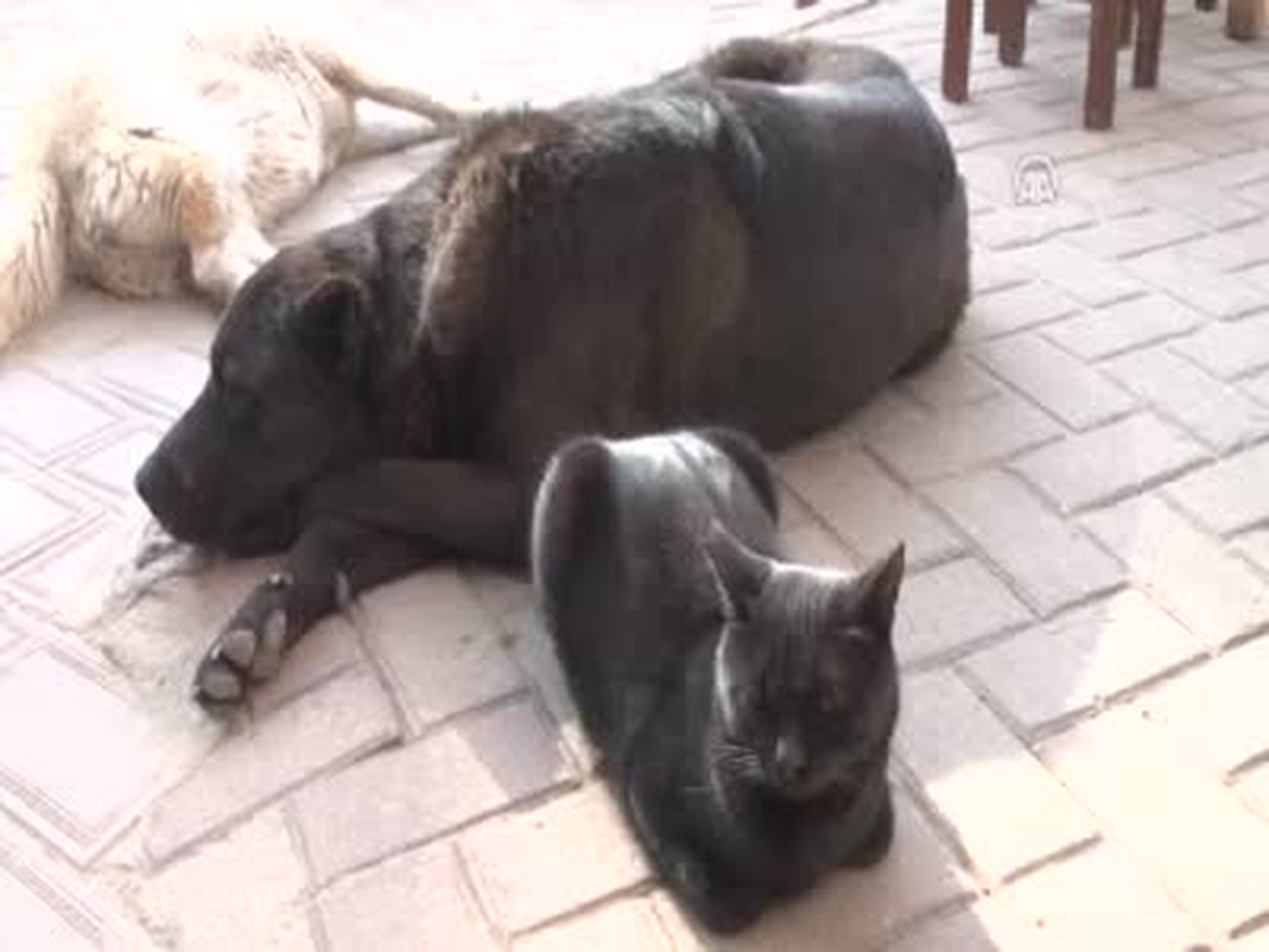 Kedi ve Köpeklerin İlginç Dostluğu