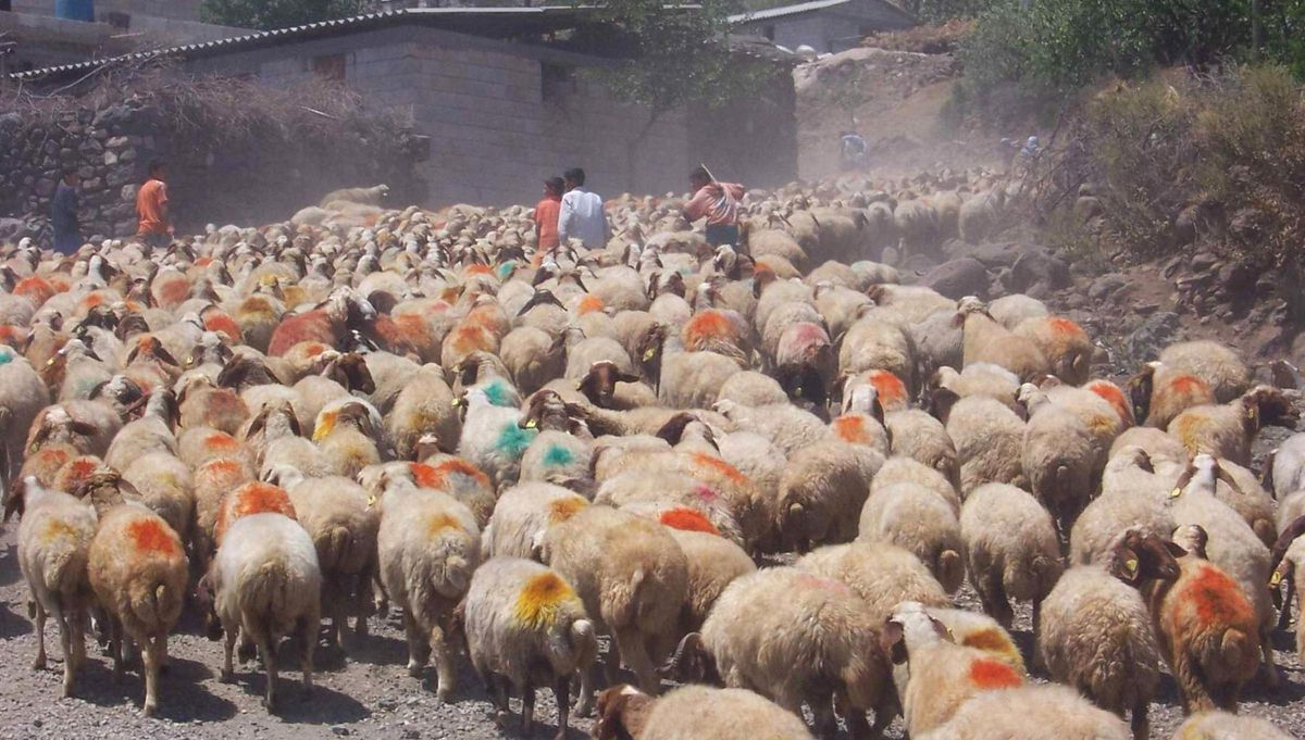 Koyun - Keçiler Aşılama Kampanyası Başladı