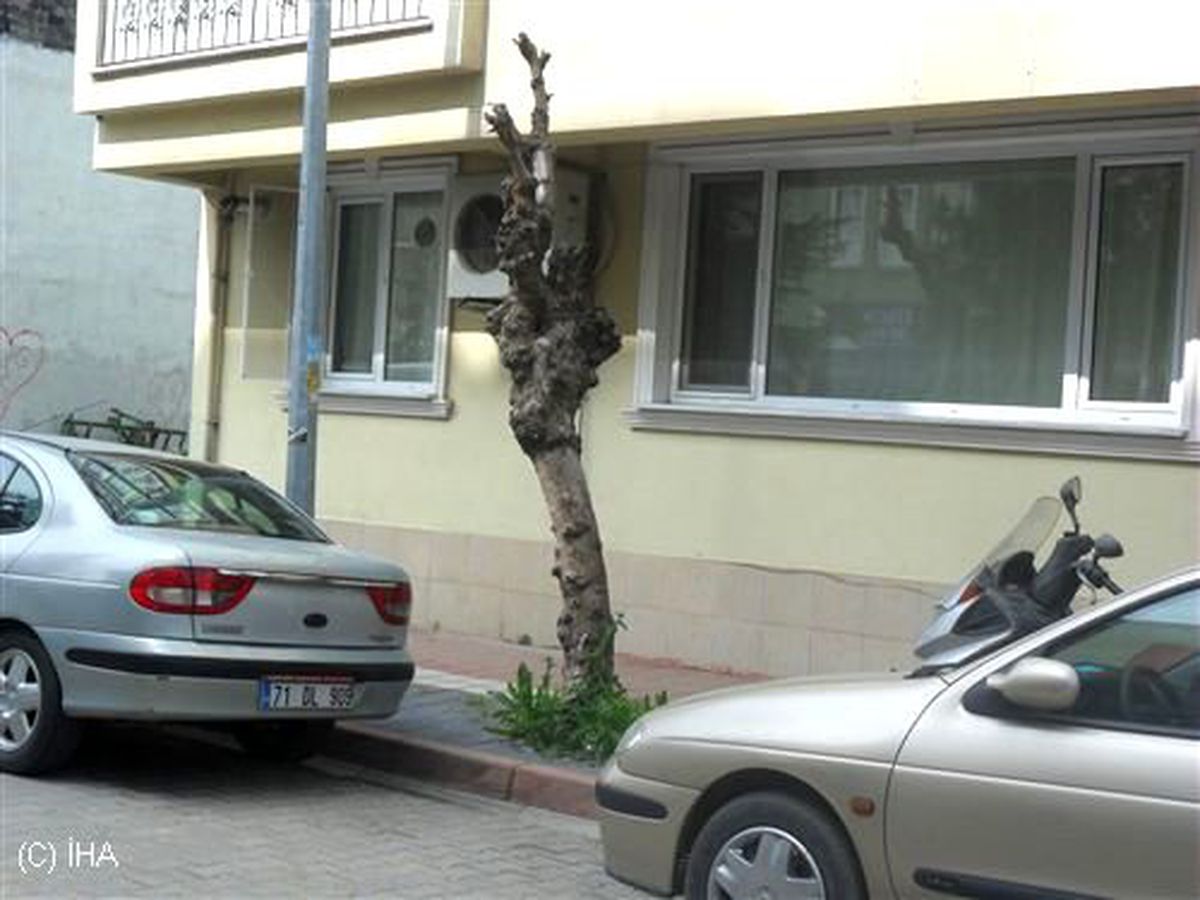 Tema\'dan Ağaç Katliamına Tepki