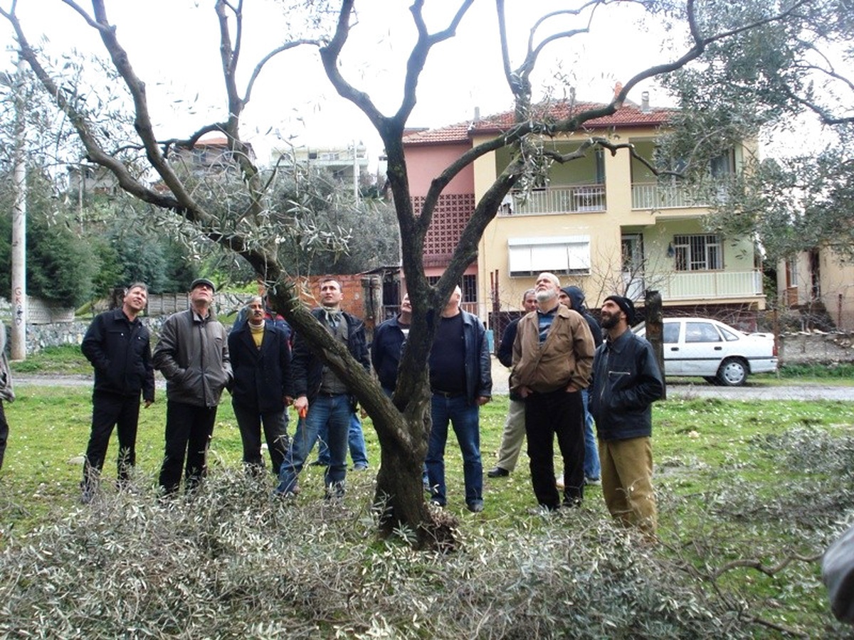 Uygulamalı Zeytin Ağacı Budama Kursu Verildi