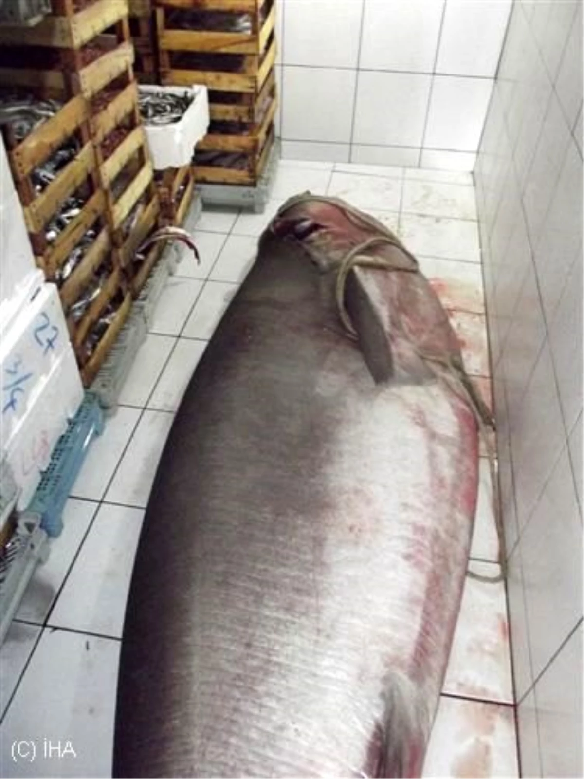 Tekirdağ\'da 400 Kiloluk Köpek Balığı
