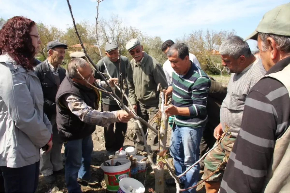 Budama, Aşılama ve Çeşit Değiştirme Çalışmaları