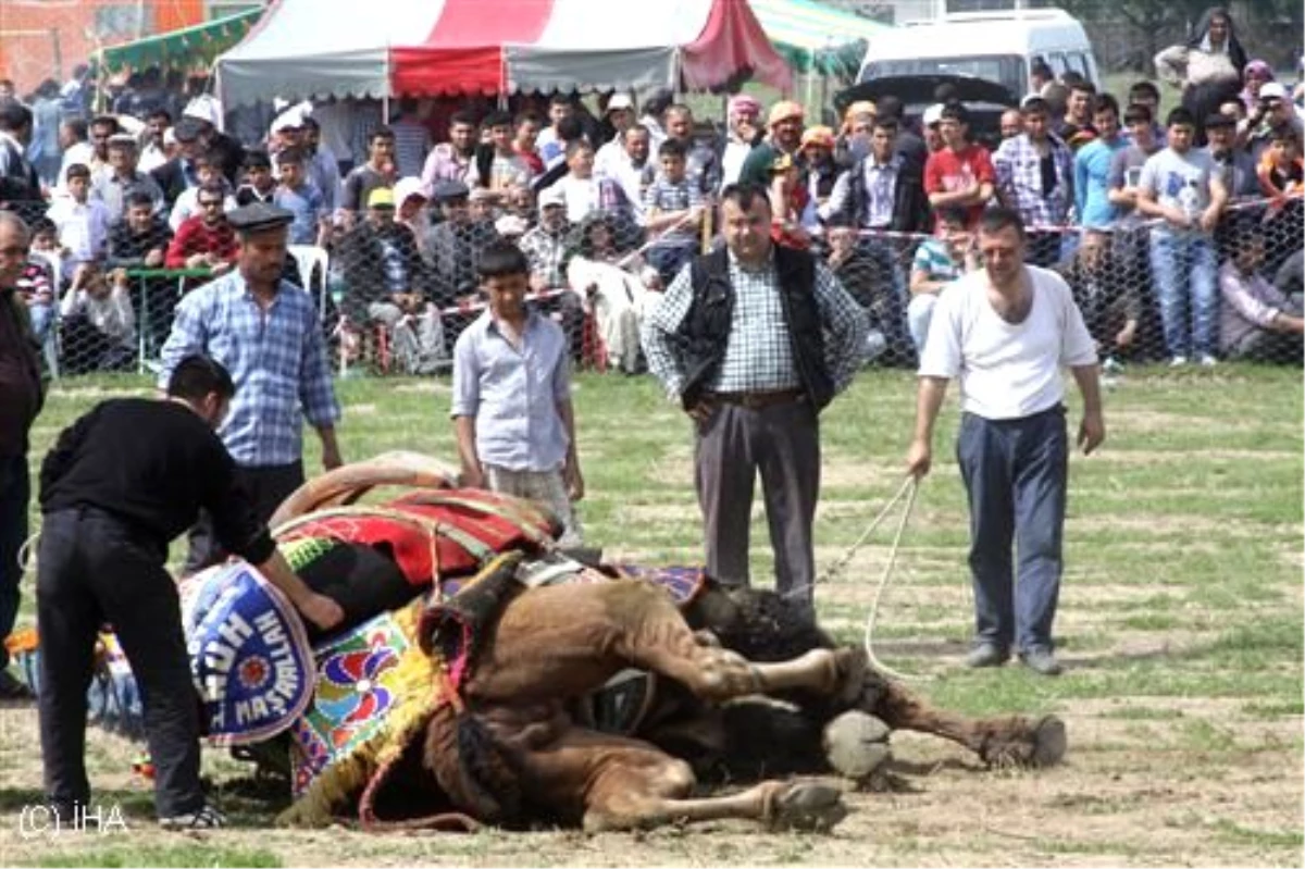 Saruhanlı\'da 60 Deve Güreşti