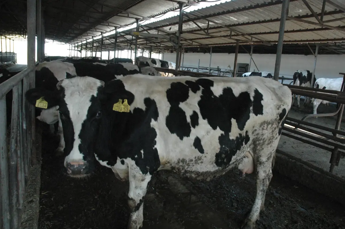 13 Yıl Sonra Gelen İhracat Üreticileri Sevindirdi