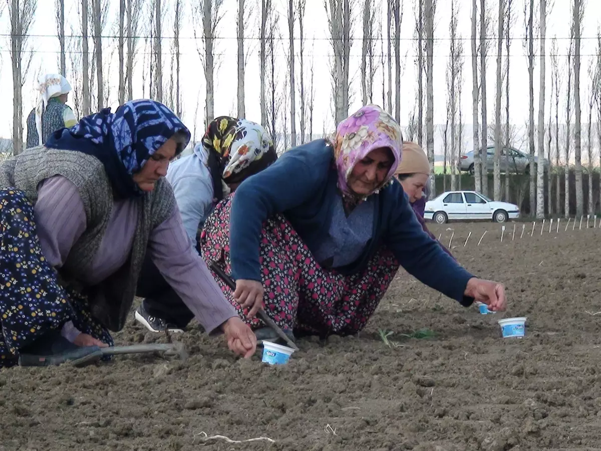 Çorum\'da Şeker Pancarı Üretimini Artırma Çalışmaları