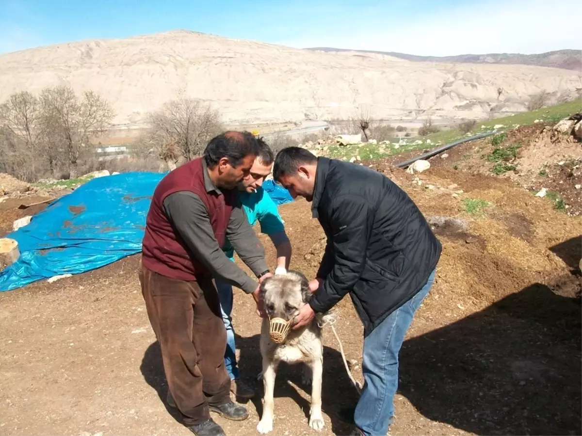 Erzincan\'da Delibaş Hastalığı ile Mücadele