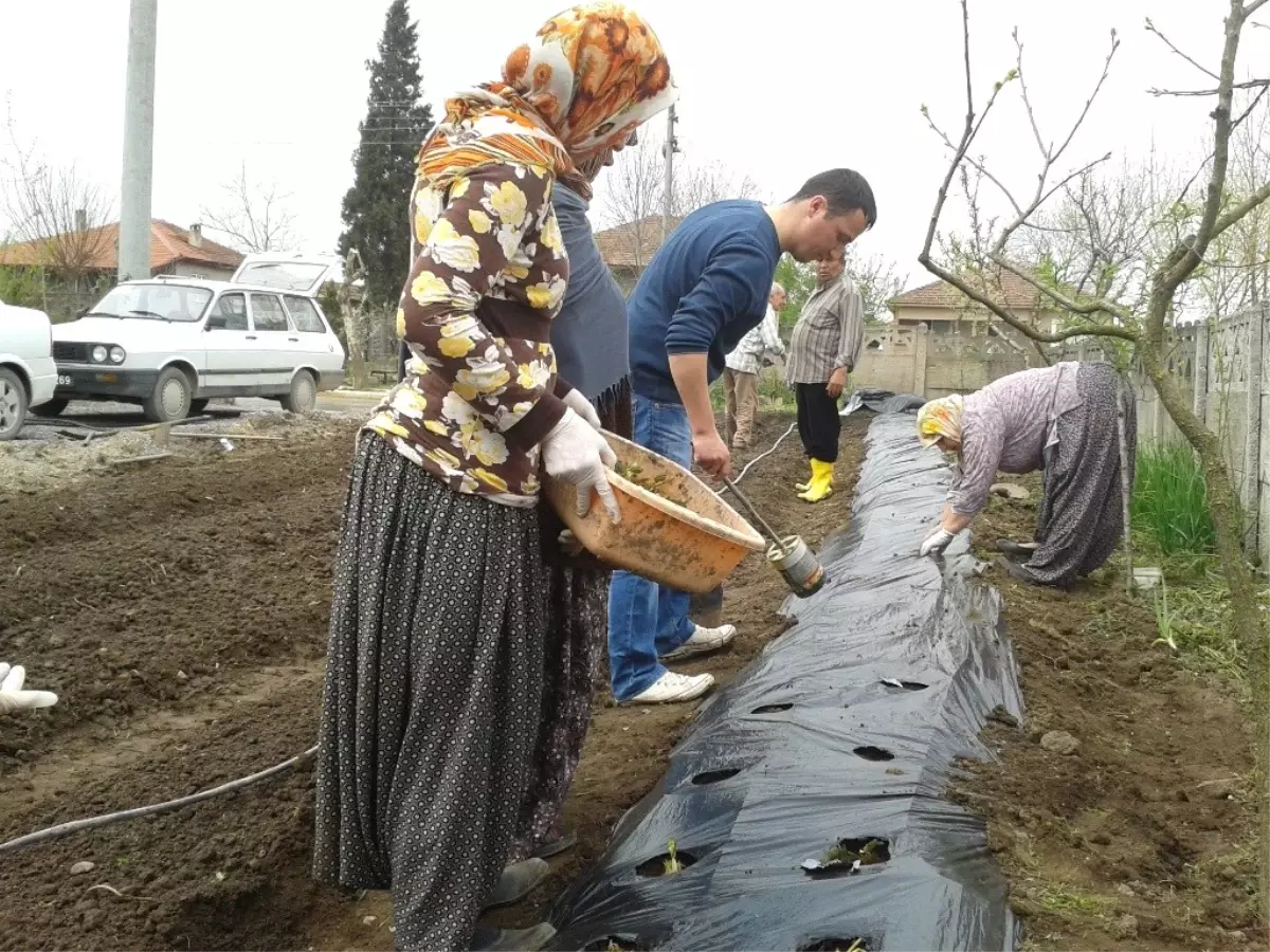 Küçük Söğütlü Mahallesi\'nde Çilek Yetiştiriciliği Kursu Açıldı