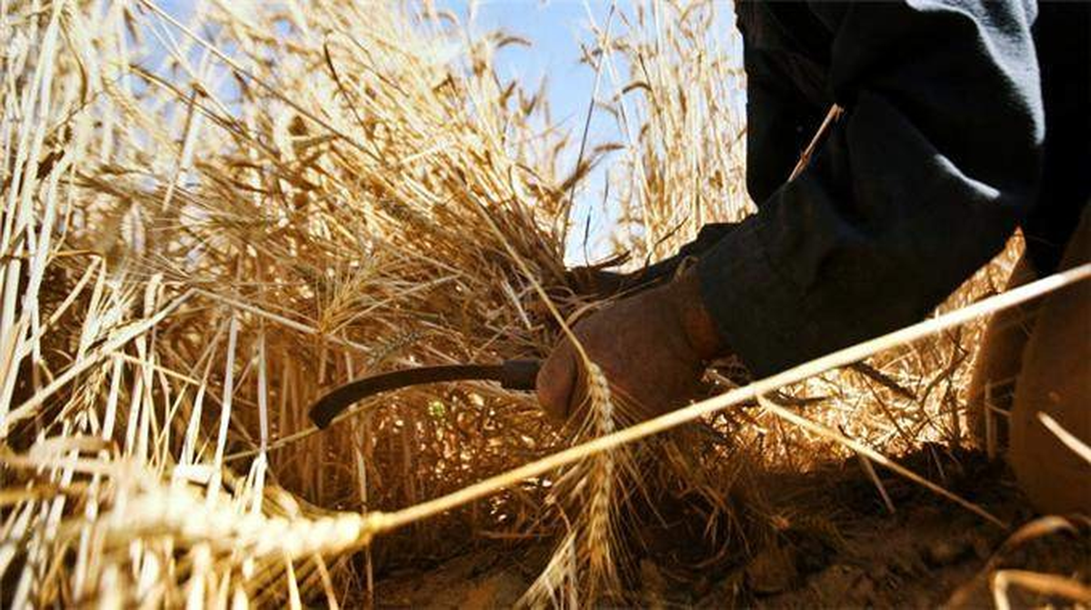 Çiftçilere Yüzde 50 Oranında Destek Sağlanacak