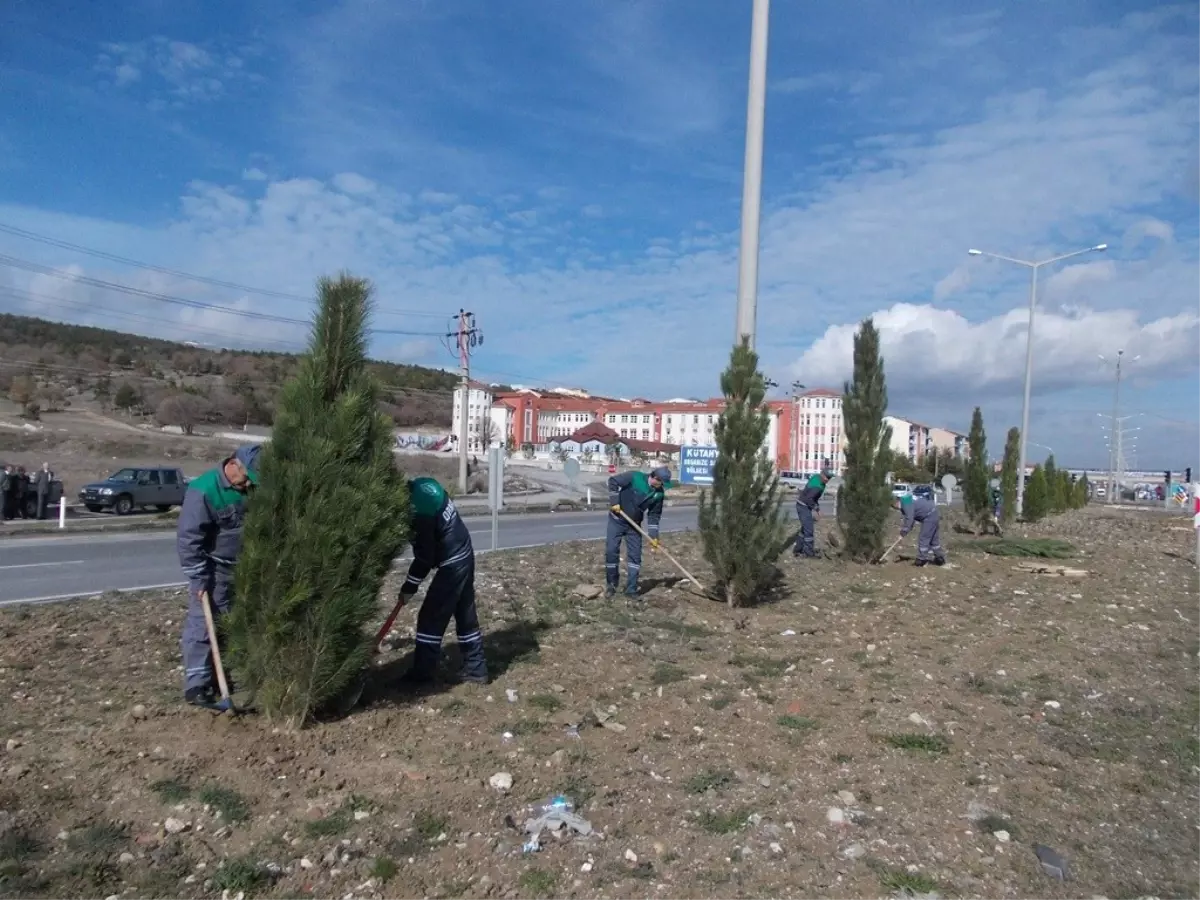 Ehramı Karaçam'ı Sadece Kütahya'da Yetişiyor