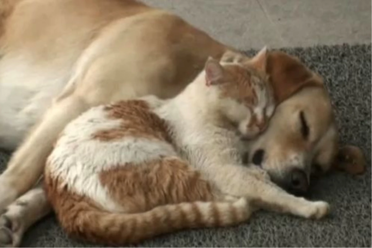 Kedi Köpek Dostluğu