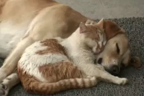 kedi kopek dostlugu son dakika