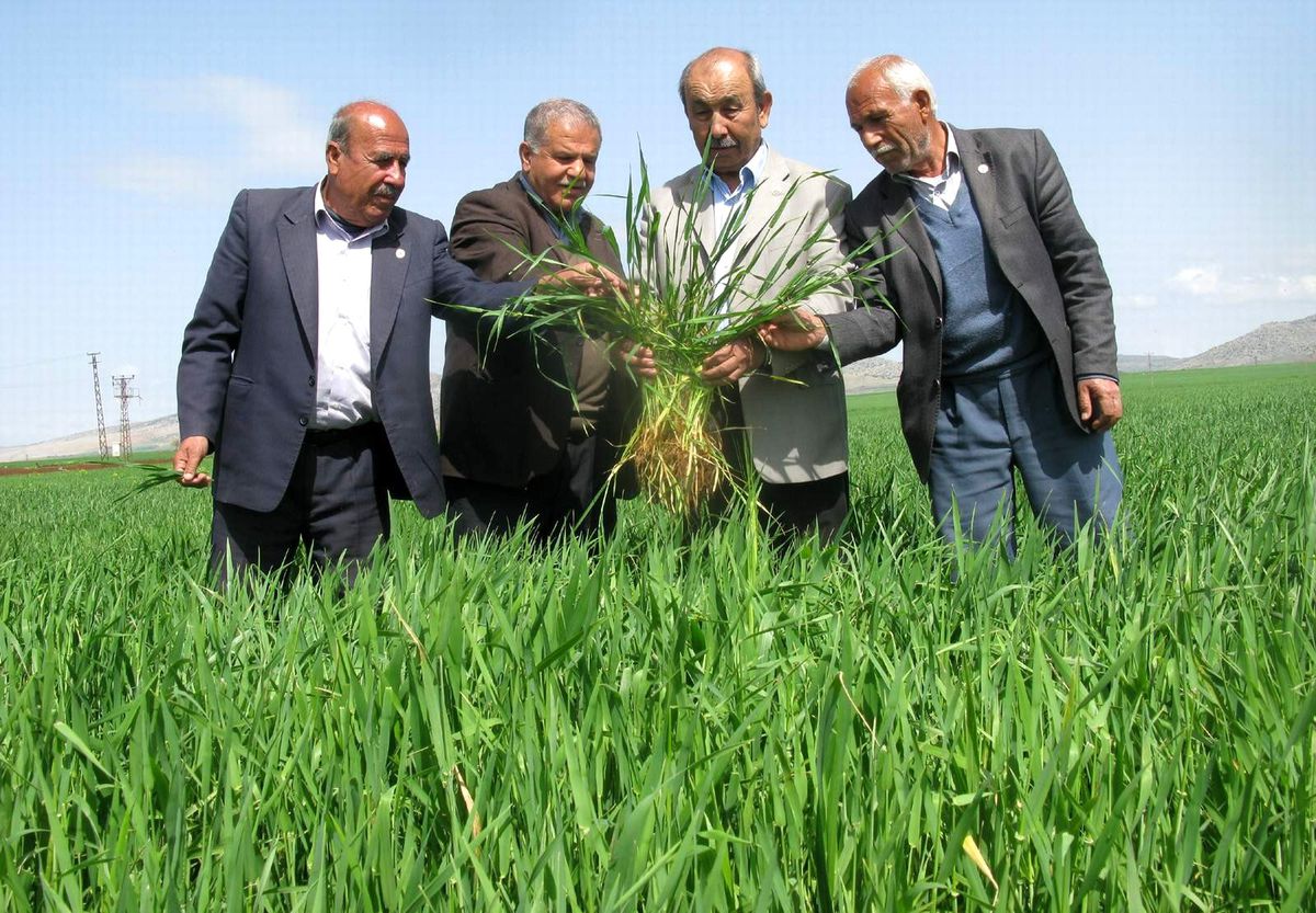 Arabanlı Çiftçilerin Yağmur Sevinci