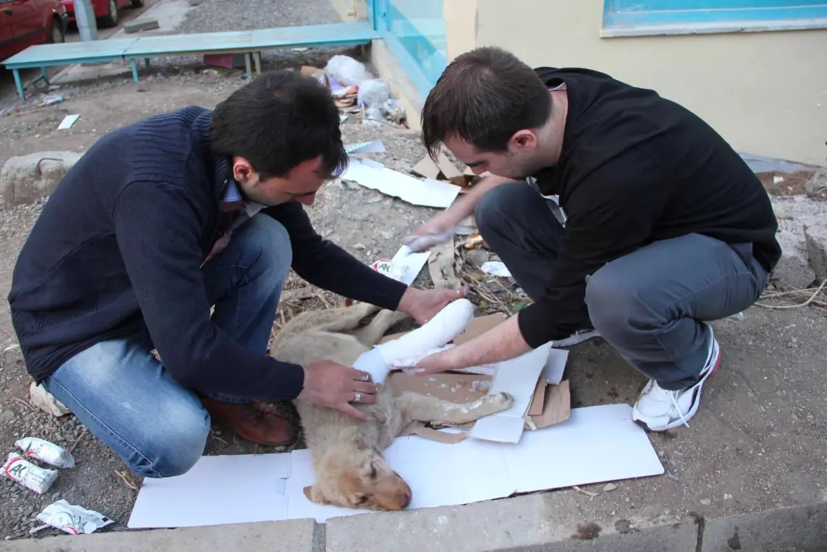 Aracın Çarptığı Köpeğe Hayvanseverlerden Yardım